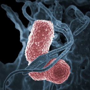 İnsanlığı bekleyen gizli tehlike: Antibiyotiklere Direnç kazanmış Bakteriler
