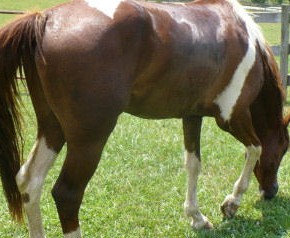 At Dışkısından Antibiyotik